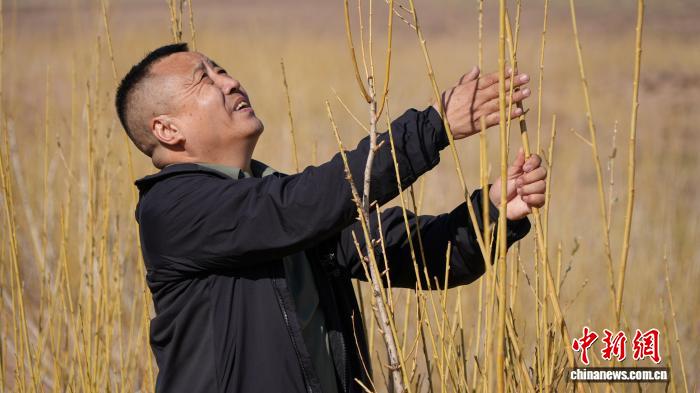 焦点平台注册：39载植绿护绿，乌珠穆沁沙地里有一位生态修护师