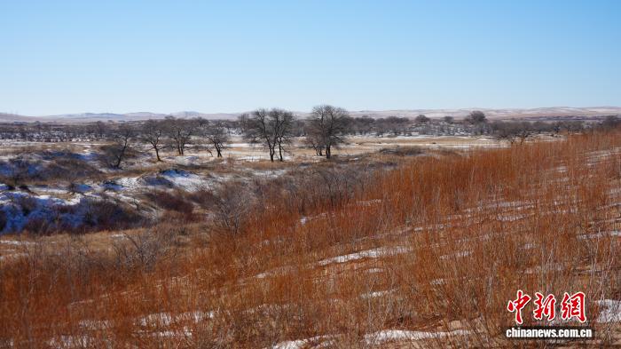 焦点平台注册：39载植绿护绿，乌珠穆沁沙地里有一位生态修护师